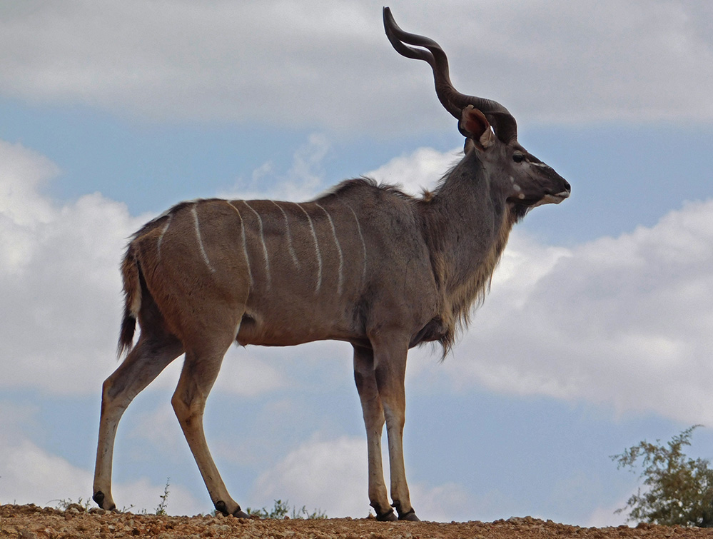 Daughters Photos Greater Kudu